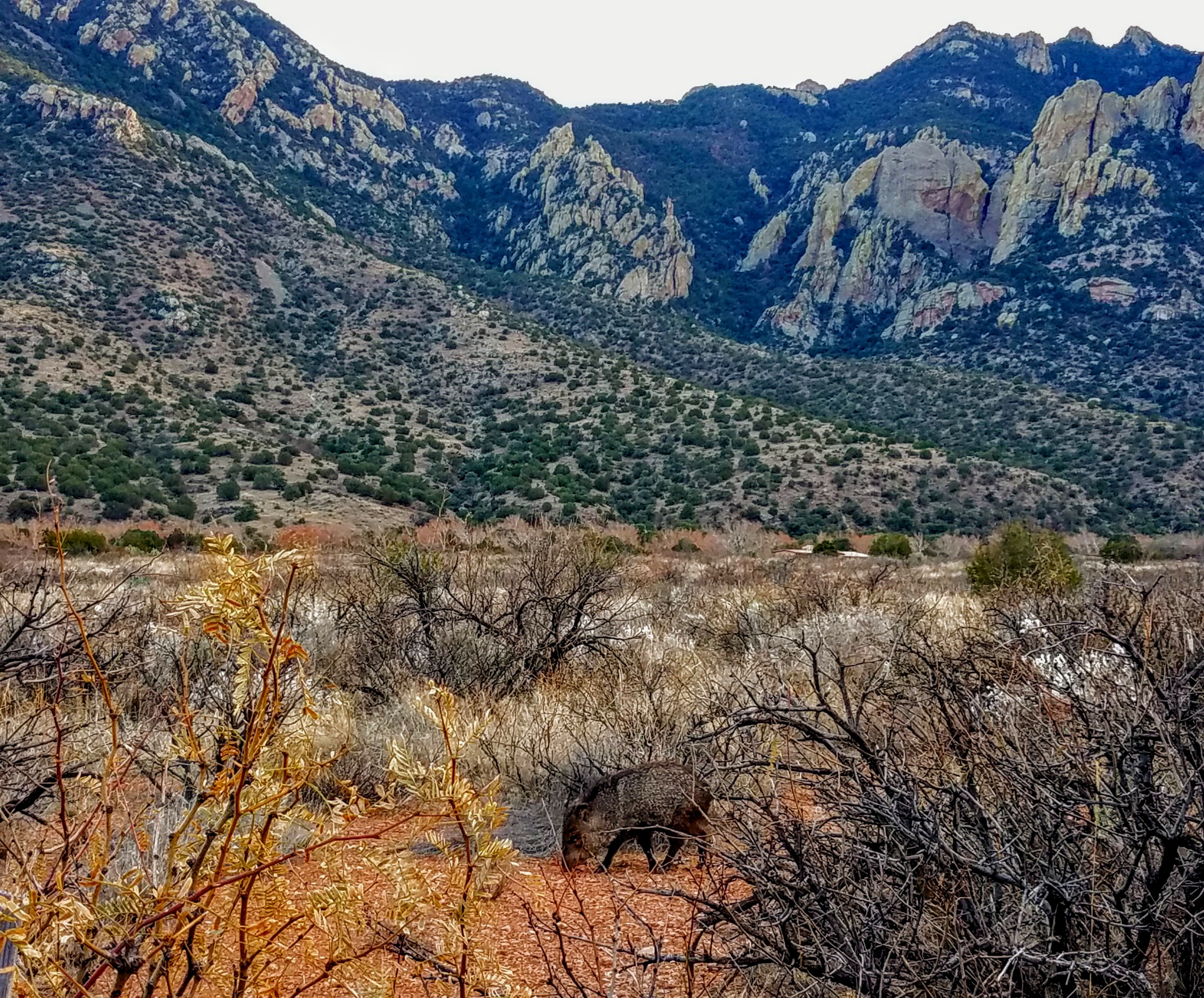 Javelina Cave Creek Canyon Portal, AZ